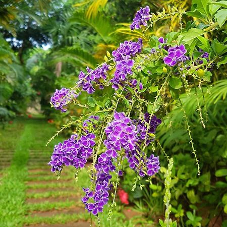Villa Nissa Siem Reap Eksteriør billede