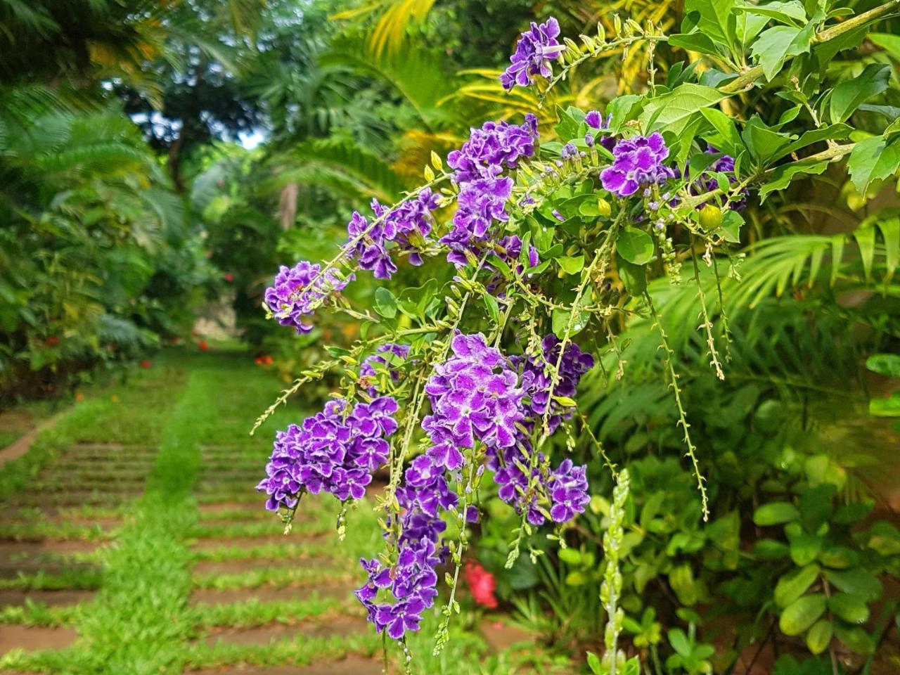 Villa Nissa Siem Reap Eksteriør billede