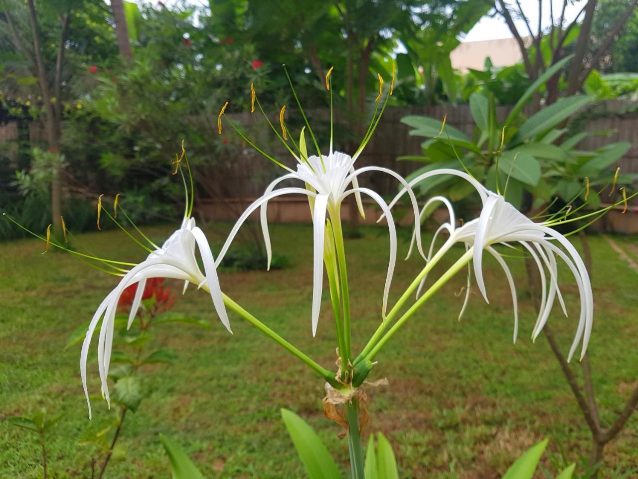 Villa Nissa Siem Reap Eksteriør billede