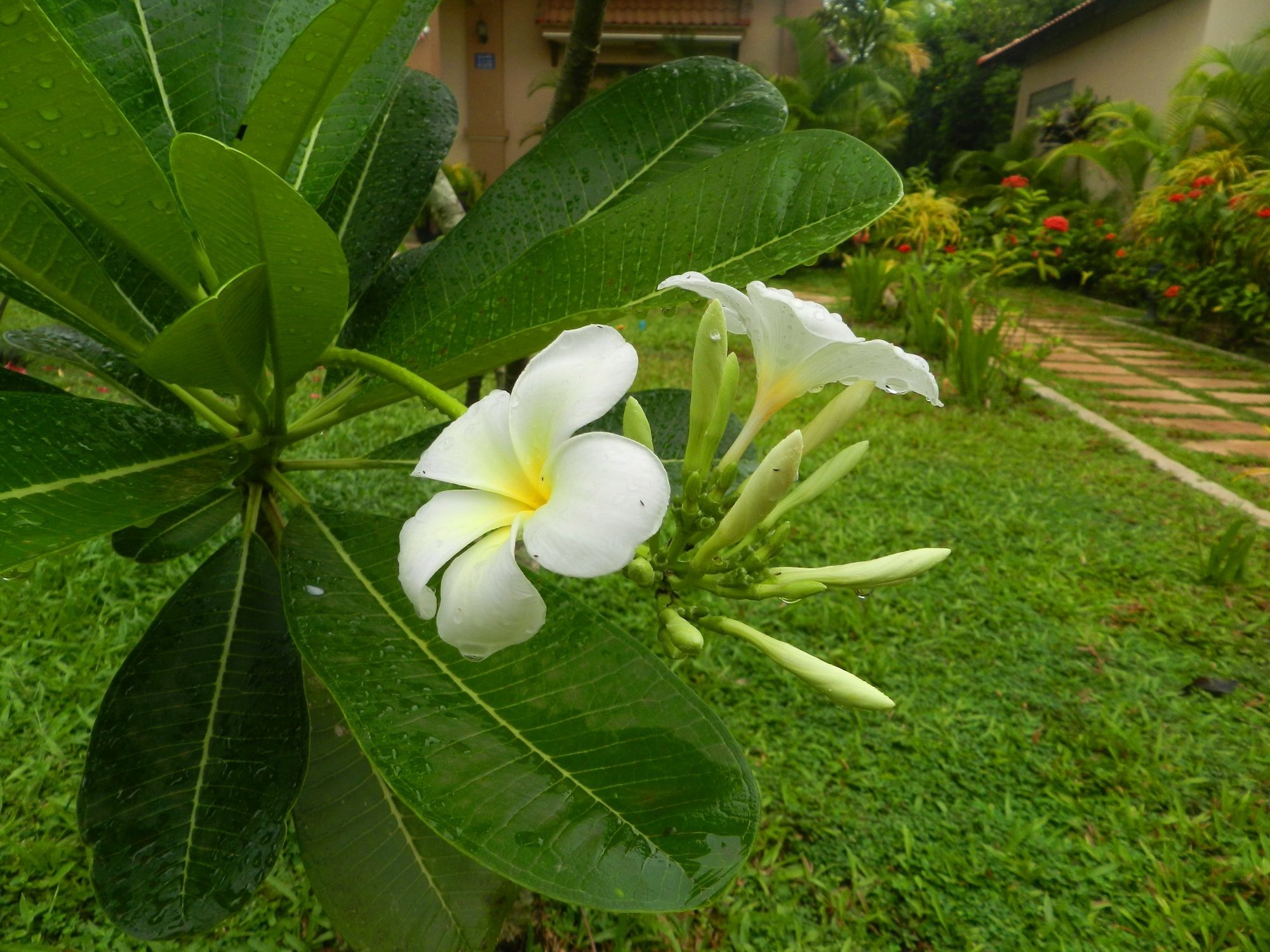 Villa Nissa Siem Reap Eksteriør billede